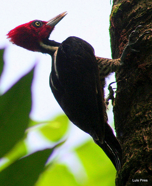 PICAPAU-de-poupa-vermelha---(Campephilus melanoleucos--Crimson-crested Woodpecker