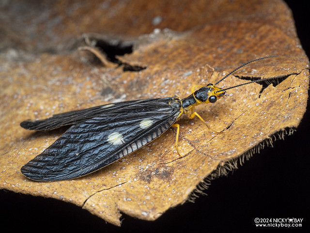 Dobsonfly (Protohermes spectabilis) - P3114346
