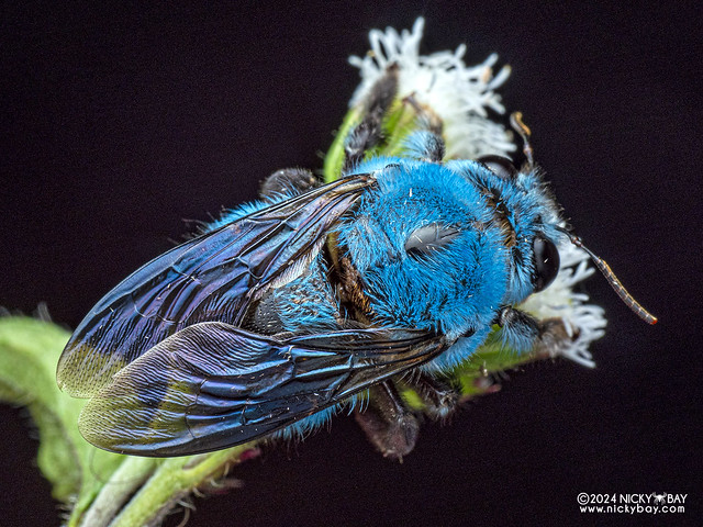 Blue carpenter bee (Xylocopa tumida) - P3114459