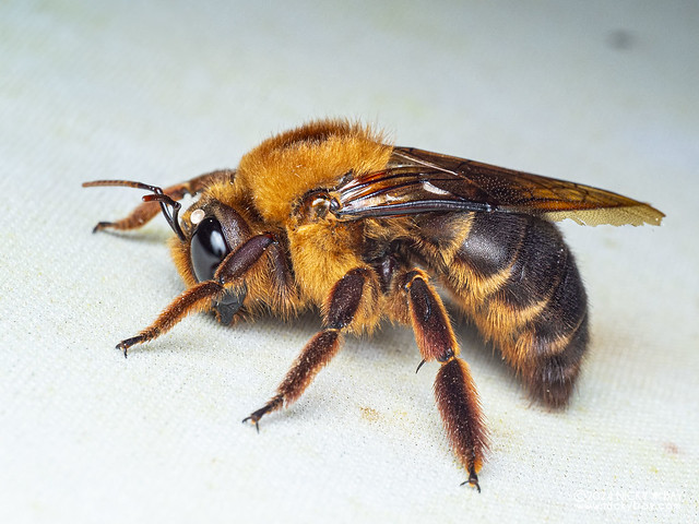 Carpenter bee (Xylocopa myops) - P3092259