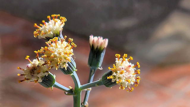 'Virus' Flower