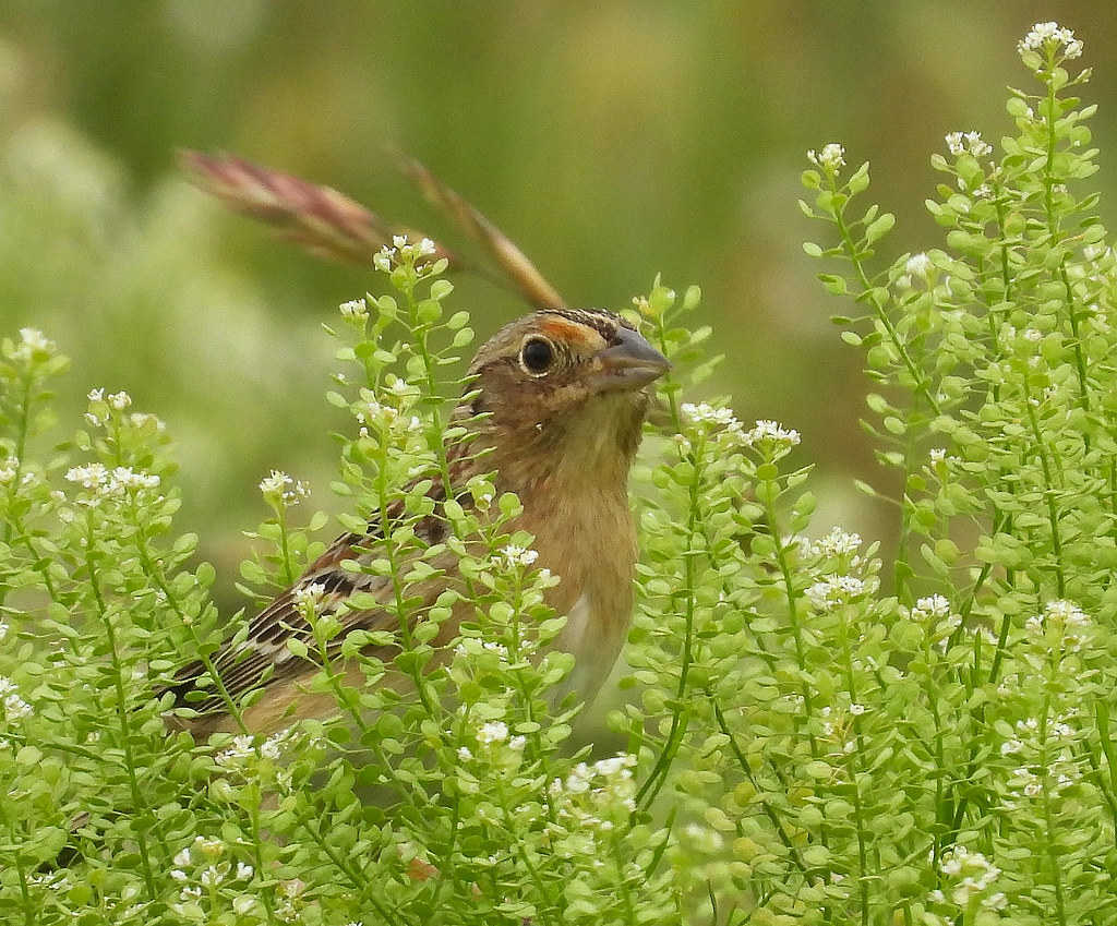 My first photo of a Grasshopper Sparrow!
