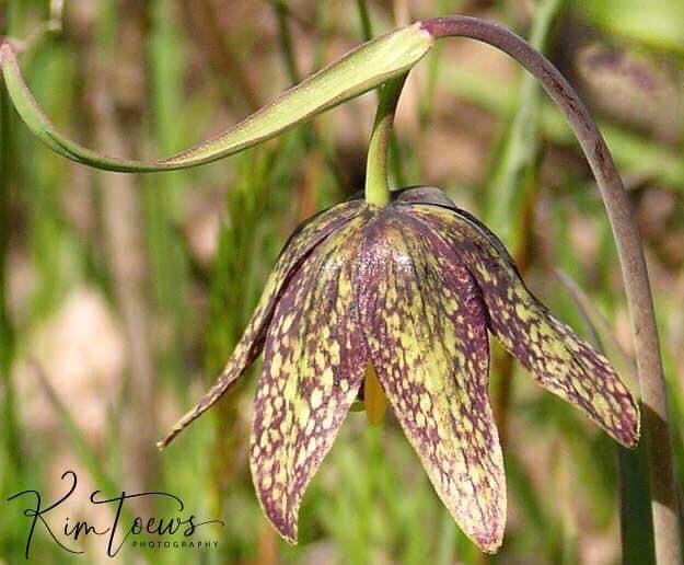 The Checker Lily aka Chocolate Lily - Vancouver Island, British Columbia, Canada