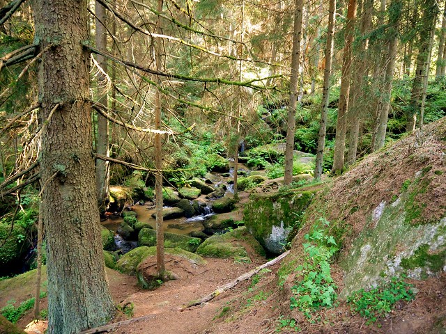Bärentrail   /   Bear Trail