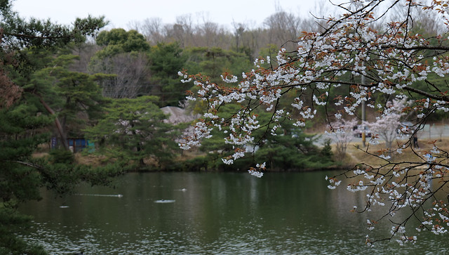 Sakura 2024, Kurondo-ike Pond @Nara,Apr2024