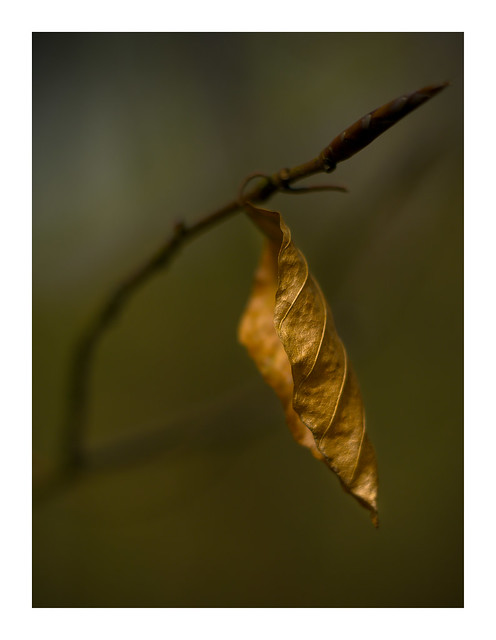 Dead Leaf in Spring