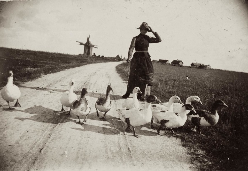Kingdom Animalia 039 - Woman With Ducks - Sweden - 1890s