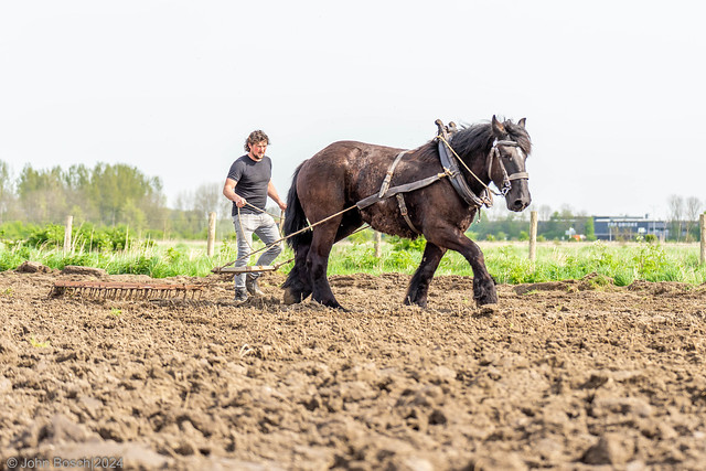 Demonstration traditional plowing ('s-Gravenpolder, NL)