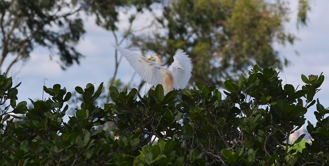 Garça vaqueira (Bubulcus ibis). Vale da Neblina-PB, Brasil.