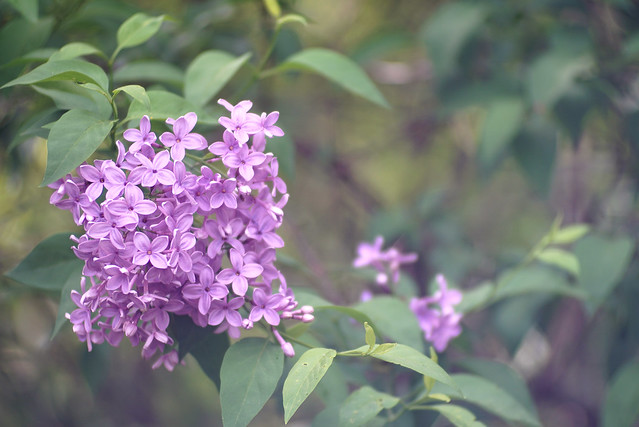 Garden Lilac
