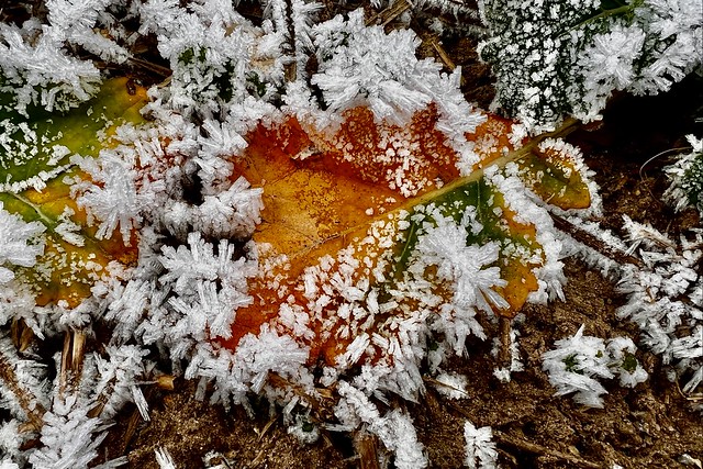 Schneekristalle am Herbstblatt