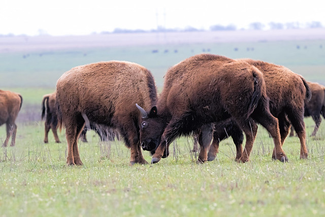 Young Bison, friendly head butting.