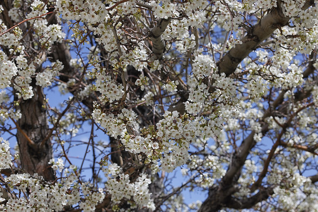 Wonderful bloom of flowers on tree