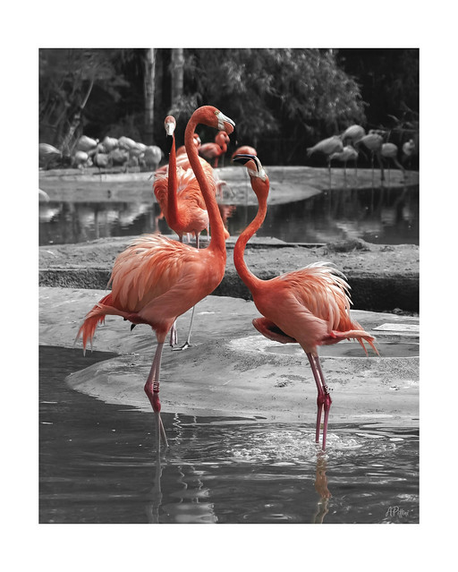 Flamingos in love