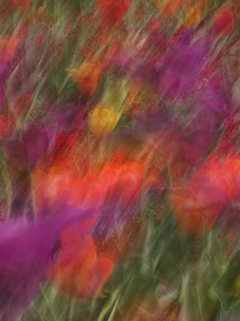 13/30: Tulip abstract