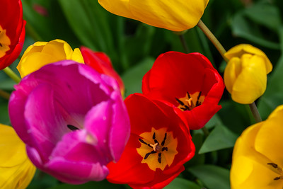 Arundel Castle Gardens - Tulips