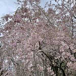 Cherry blossoms in Fairmount Park, Philadelphia 