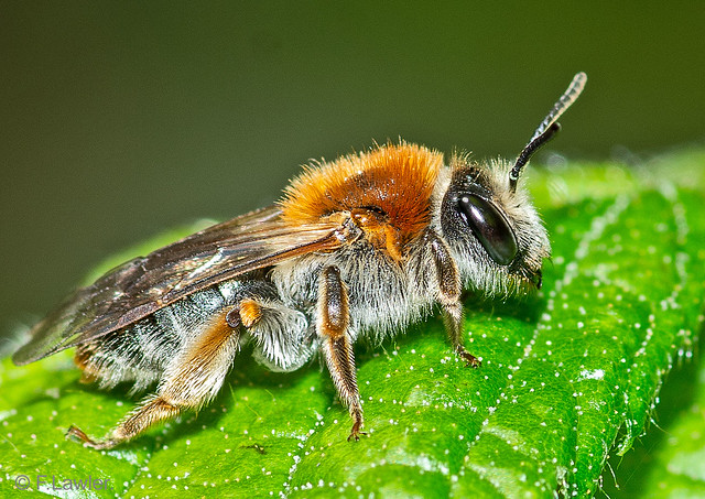 Early Mining Bee Andrena haemorrhoa