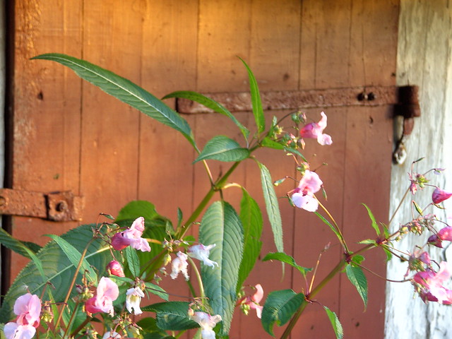 BILD5071 - Kæmpe balsamin (Impatiens glandulifera) [Himalayan balsam], in my cottage garden Rejnstrup, South Zealand 🇩🇰