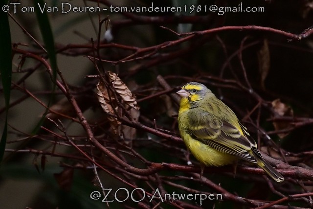mozambiquesijs - Serinus mozambicus - Yellow-fronted Canary