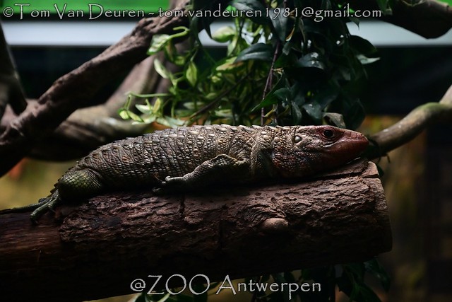KaaimanTeju - Dracaena guianensis - northern caiman lizard