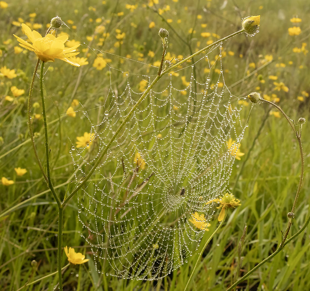 Web with Dew Drops Over the Buttercups