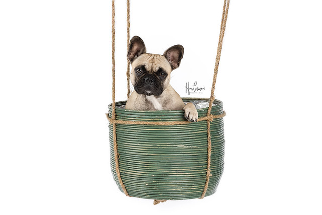 French bulldog in studio contact info@hondermooi.be for licensing info