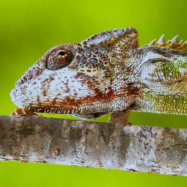 Spiny or Warty Chameleon Portrait (Furcifer verrucosus)