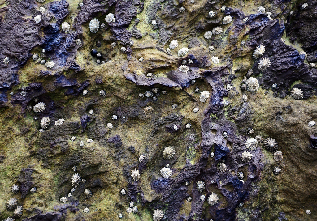 Limpets at Whitby