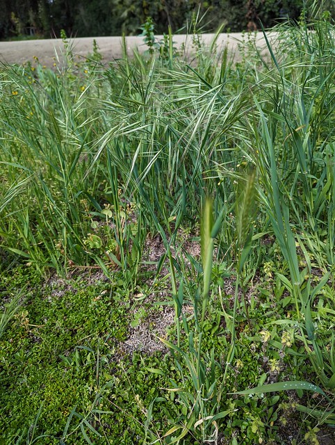 Bromus rigidus Roth Poaceae Pooideae-Bromeae-Ripgut brome 2