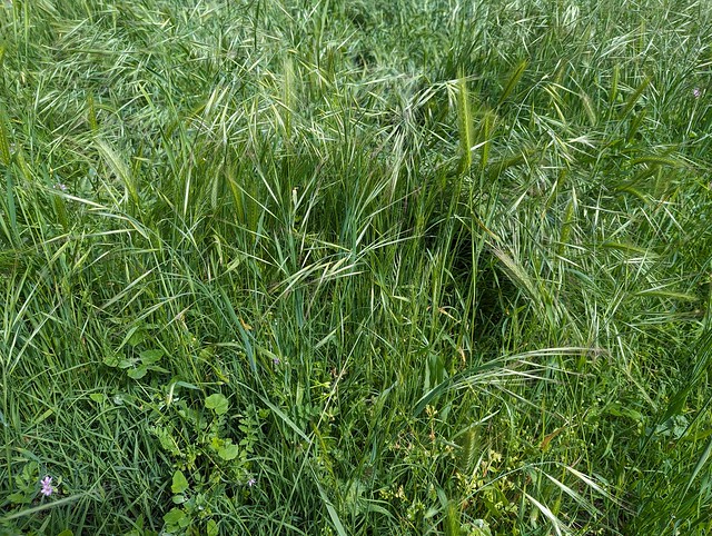 Bromus rigidus Roth Poaceae Pooideae-Bromeae-Ripgut brome 1