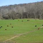 Cattle enjoy a sunny day in the town of Almond, New York (USA) 