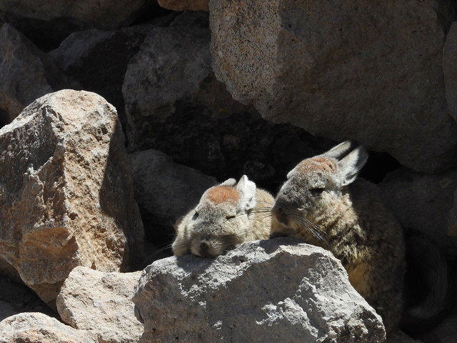 Viscachas, Mirador de los Andes, Chivay, Arequipa, Peru