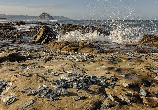 Velella velella, By-the-wind-sailors Cast Ashore & The Surf They Rode in On