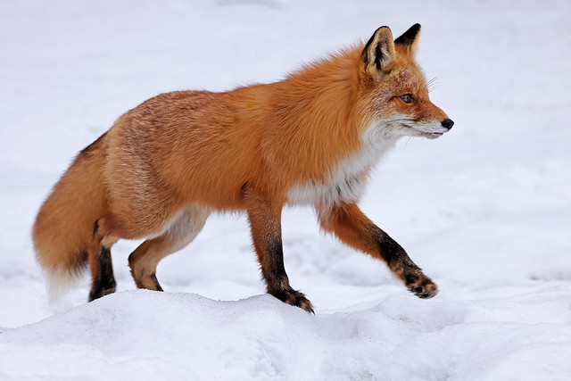 Female Red Fox Out Hunting