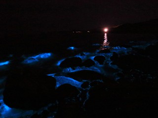 Bioluminescence with car light7D2_7529 - C