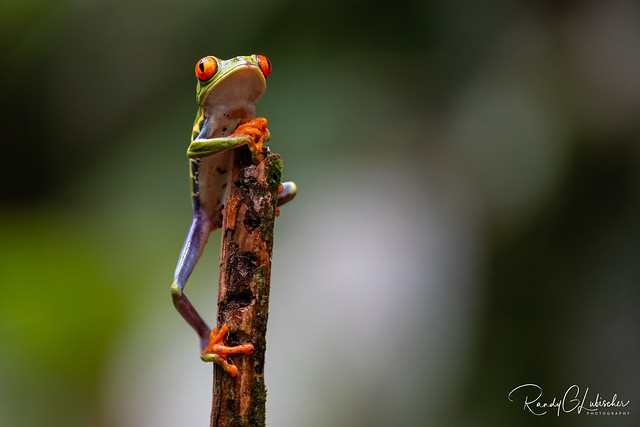 Red-eyed Tree Frog | Agalychnis callidryas | 2023 - 5