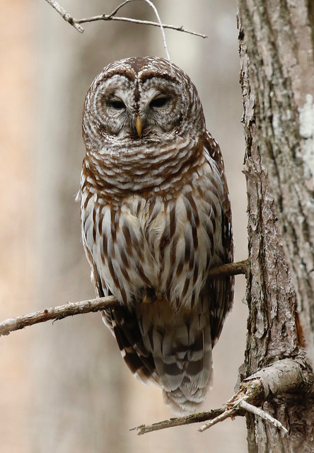 Barred Owl, adult (Strix varia)