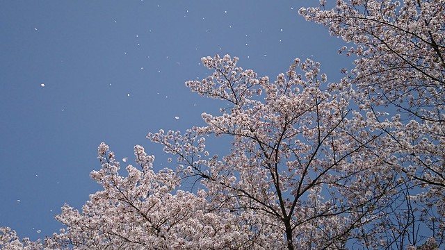Hanafubuki - 花吹雪