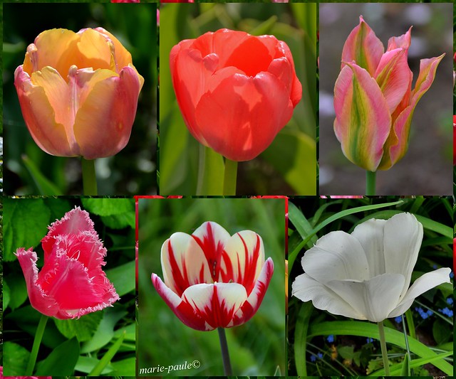 Tulpen Vielfalt
