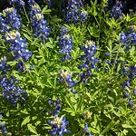 Texas Wildflowers 