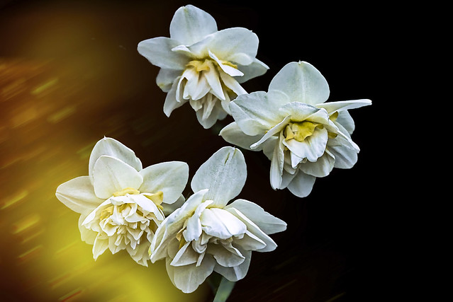 _DSC6214  daffodils