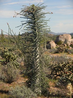 Weird cactus SR600720 - C