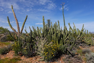 Cactus stop SR600713