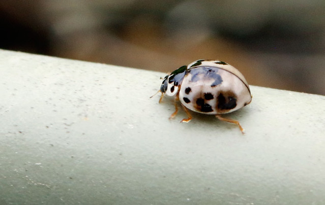 Ashy Gray Lady Beetle (Olla v-nigrum)