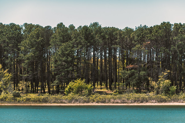 The Tall Trees on the Far Shore