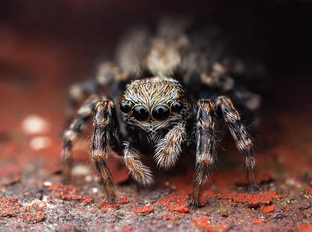 Jumping Spider in hidey hole.