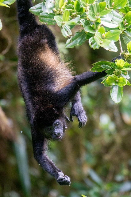 Mantled Howler Monkey at Monteverde S24A2572