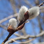 Pussy willow 