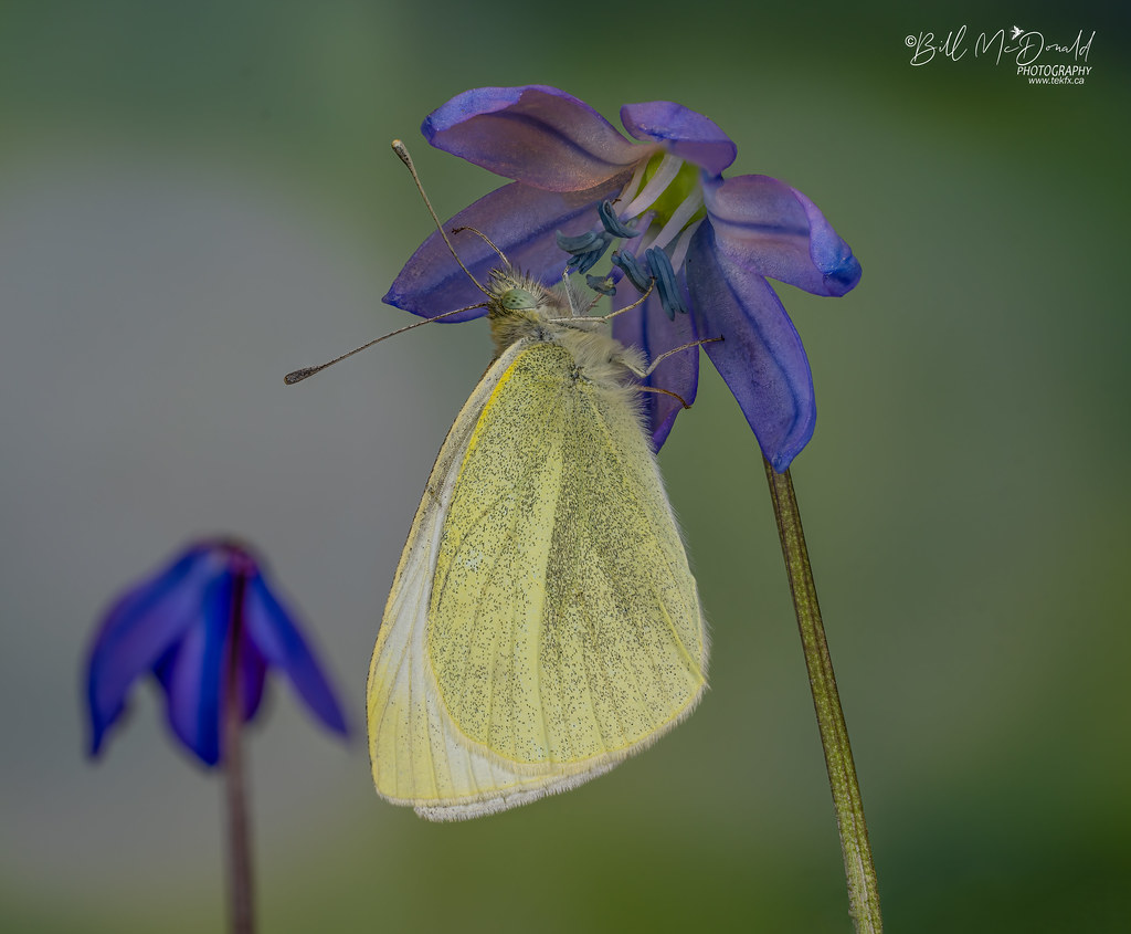 Cabbage White - early spring